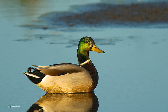 Mallard Drake