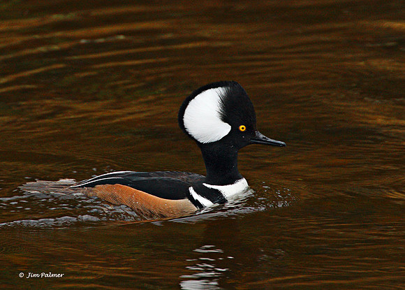 Hooded Merganser Male