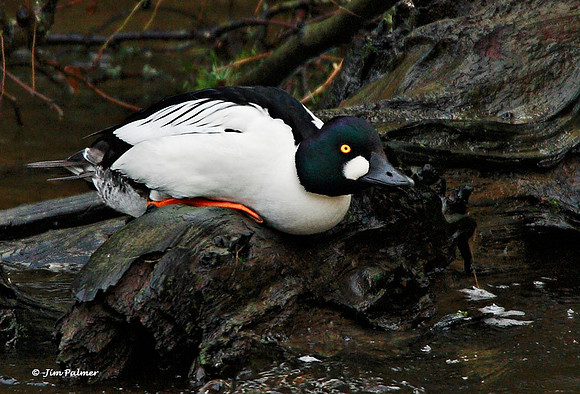 Common Goldeneye Male