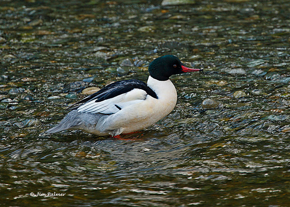 Common Merganser Male