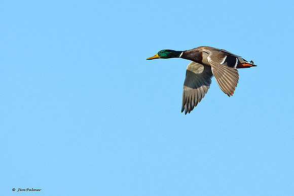 Mallard Drake