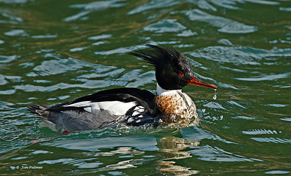 Red-breasted Merganser Male