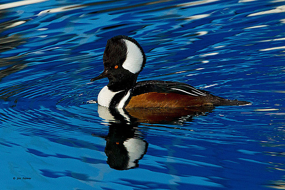 Hooded Merganser Male