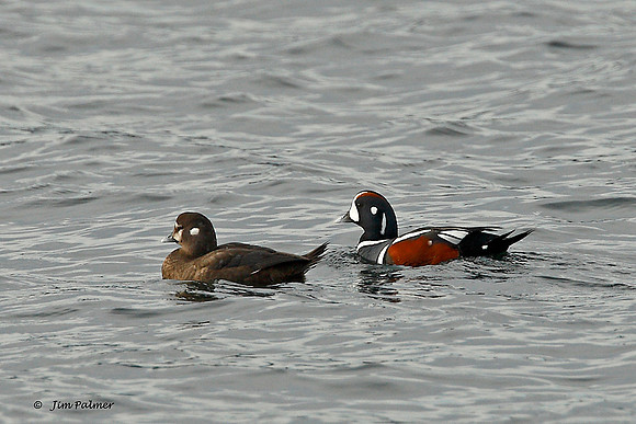 Harlequin Duck     Male and Female