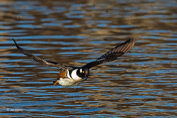 Hooded Merganser Male