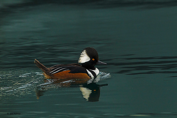 Hooded Merganser Male