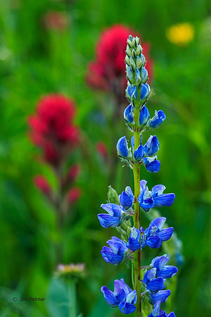 Lupin and Indian Paintbrush #2