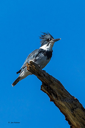 Belted Kingfisher Male