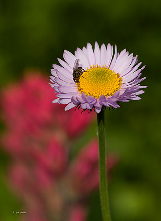 Aster #4