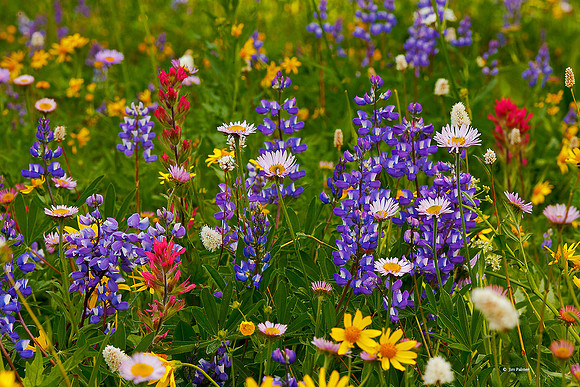 Alpine Meadow