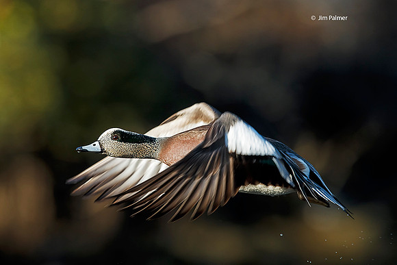 American Wigeon  Drake