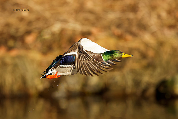 Mallard Drake