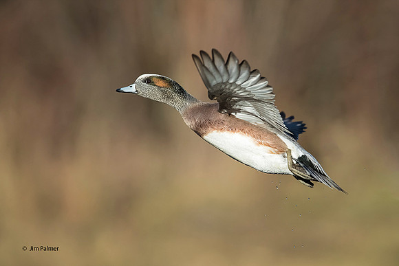 American Wigeon    Drake