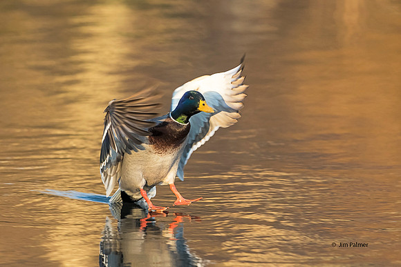 Mallard Drake