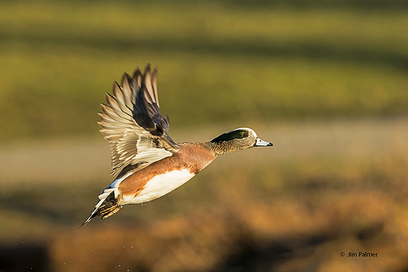 American Widgeon   Drake