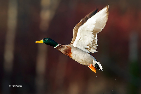 Mallard Drake