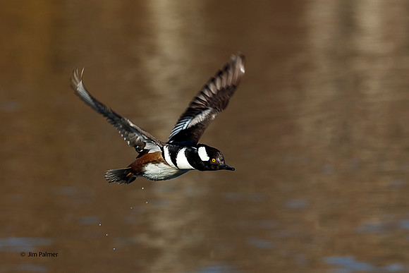Hooded Merganser Male