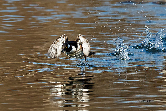 Hooded Merganser Male