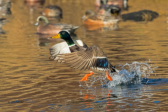 Mallard Drake         Walking on Water
