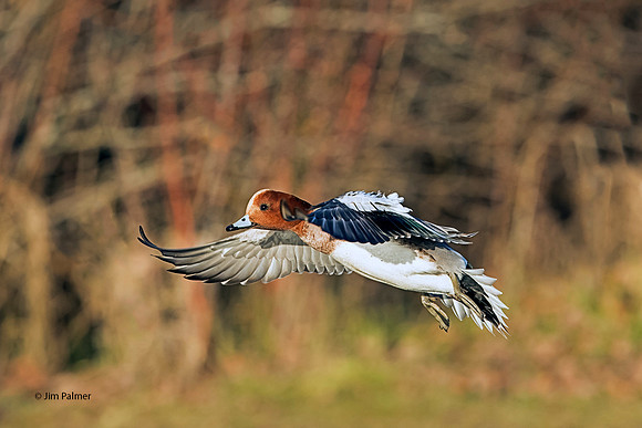Eurasian Widgeon  Drake