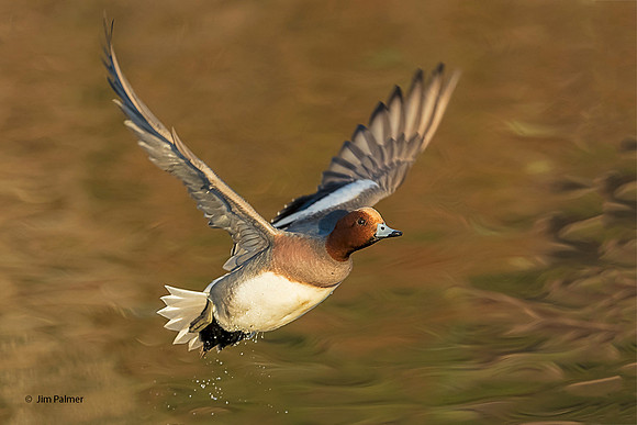 Eurasian Widgeon   Drake