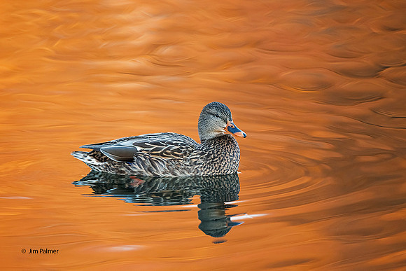Mallard Female