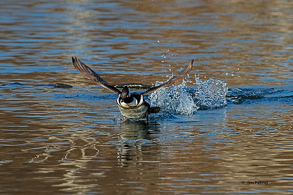 Hooded Merganser Male