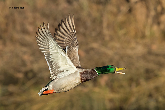 Mallard Drake