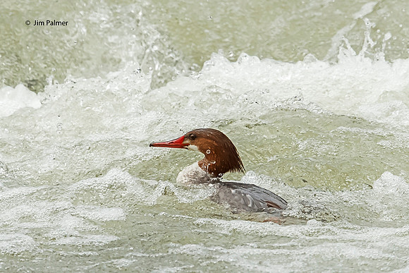 Common Merganser Female Fishing