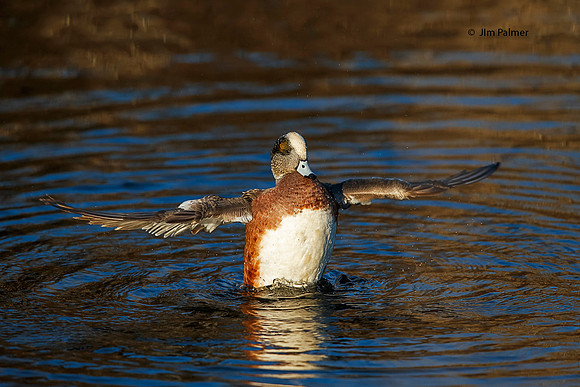American Widgeon  Drake
