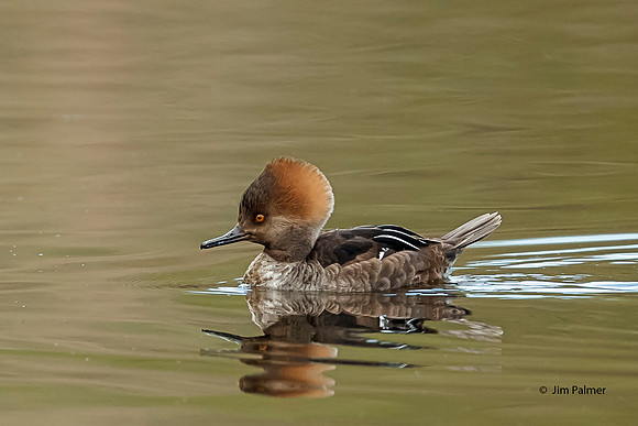 Hooded Merganser Female Breeding Colors