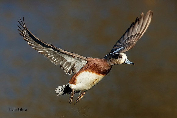 American Widgeon Drake