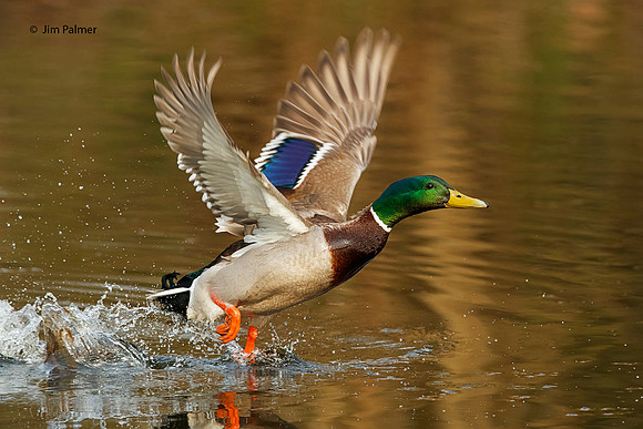 Mallard Drake