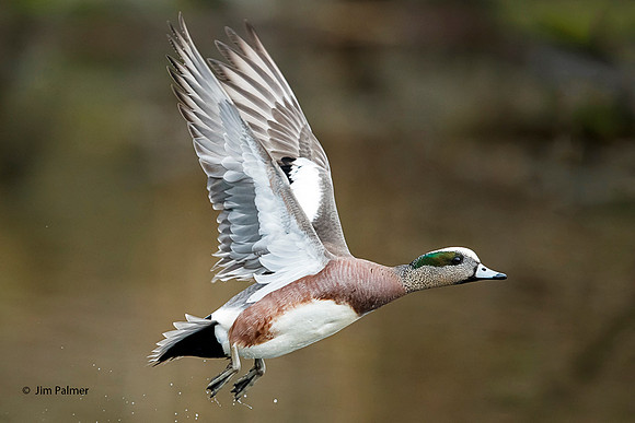 American Widgeon Drake