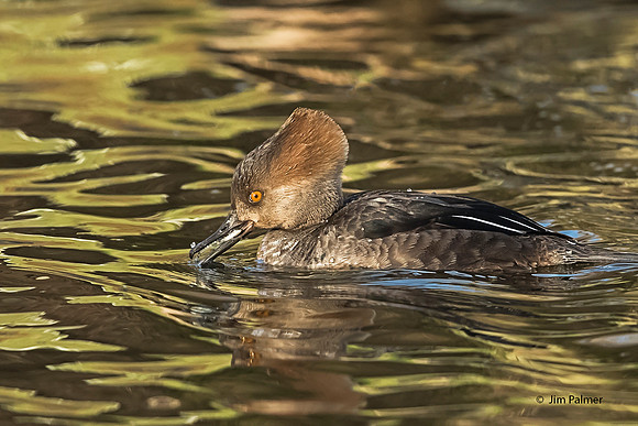 Hooded Merganser Female Breeding Colors