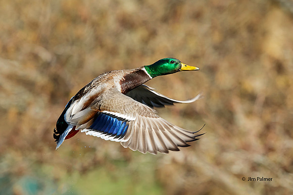Mallard Drake