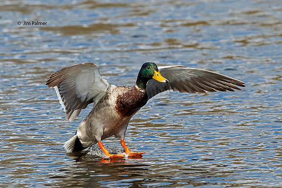 Mallard Drake Landing