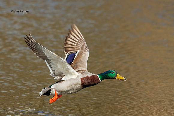 Mallard Drake