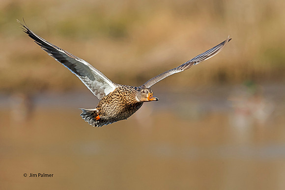 Mallard Female