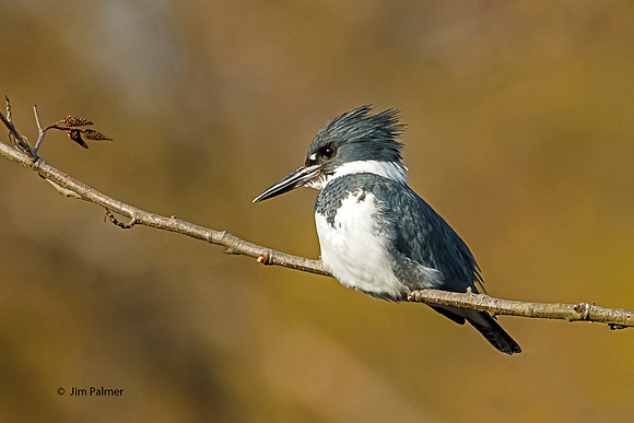 Belted Kingfisher Male
