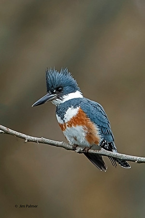 Belted Kingfisher Female