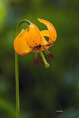 Columbia Lily #2