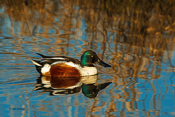 Northern Shoveler Drake