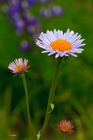 Aster #2