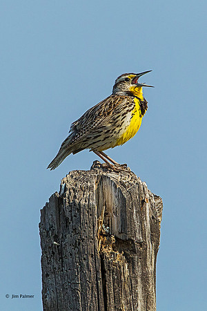 Western Meadowlark