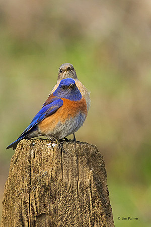 Western Bluebirds Male and Female