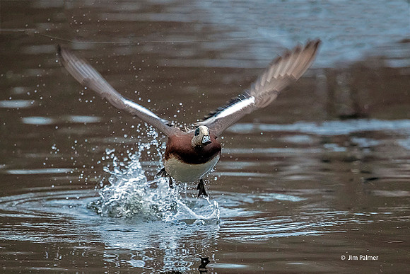 American Widgeon  Drake
