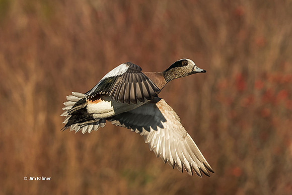 American Widgeon Drake