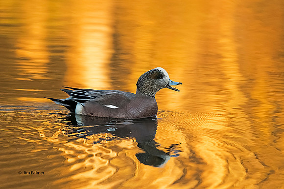 American Widgeon  Female
