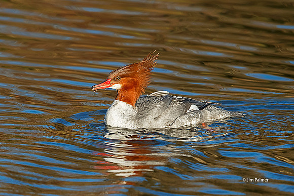 Common Merganser  Female
